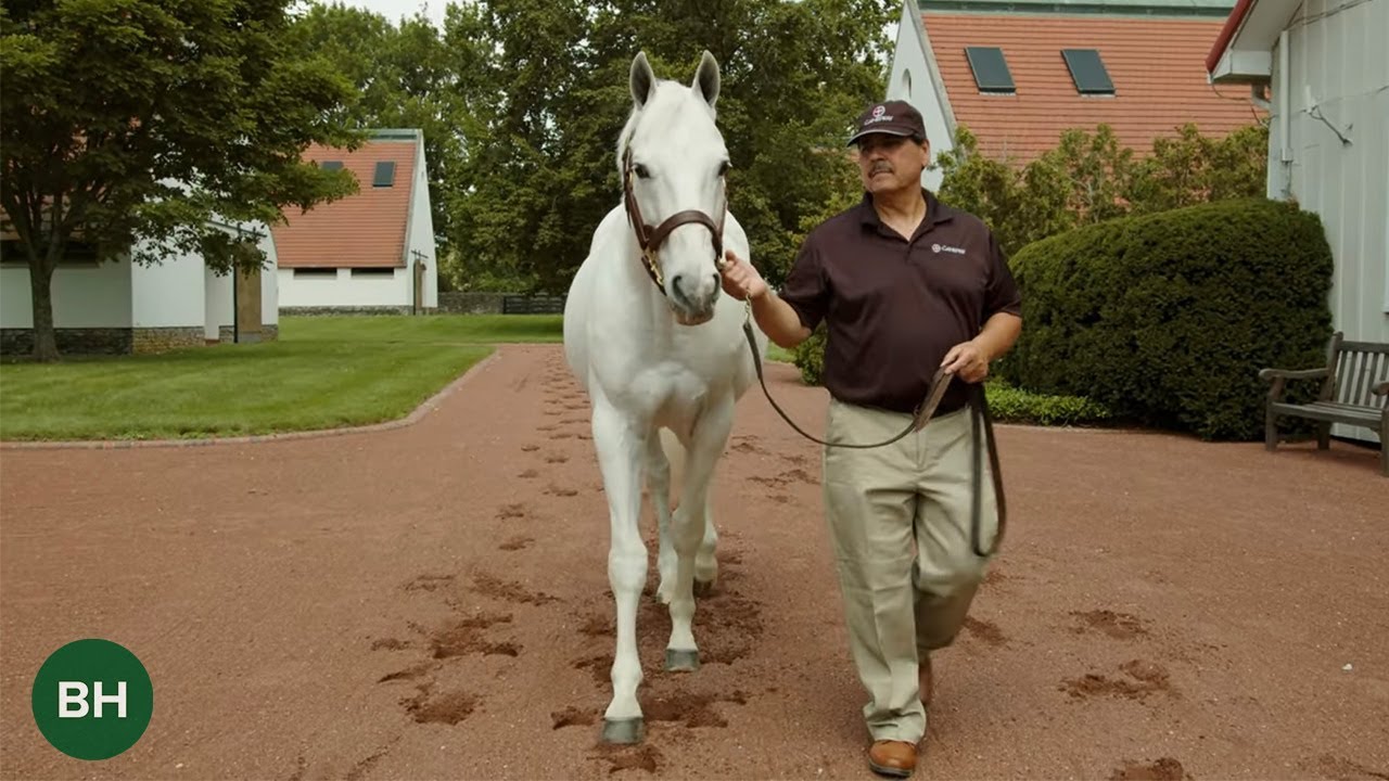 ICONS: Tapit
