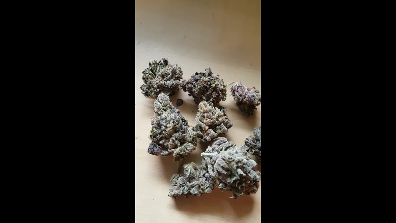 Icecream Cake X Sunset Sherbert bx1 - Seedjunky Genetics