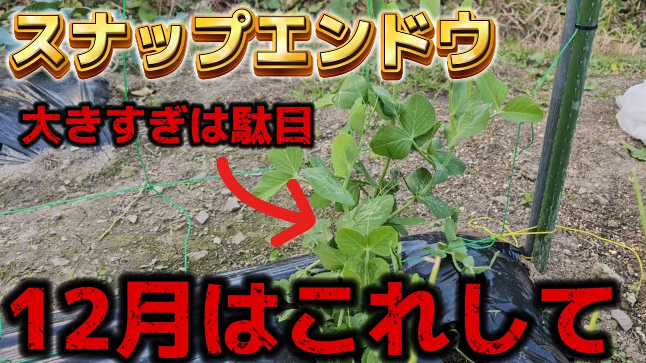 【スナップエンドウ】この苗かなりヤバいです。12月は越冬の準備期間です。必ず〇〇は、して下さい。。