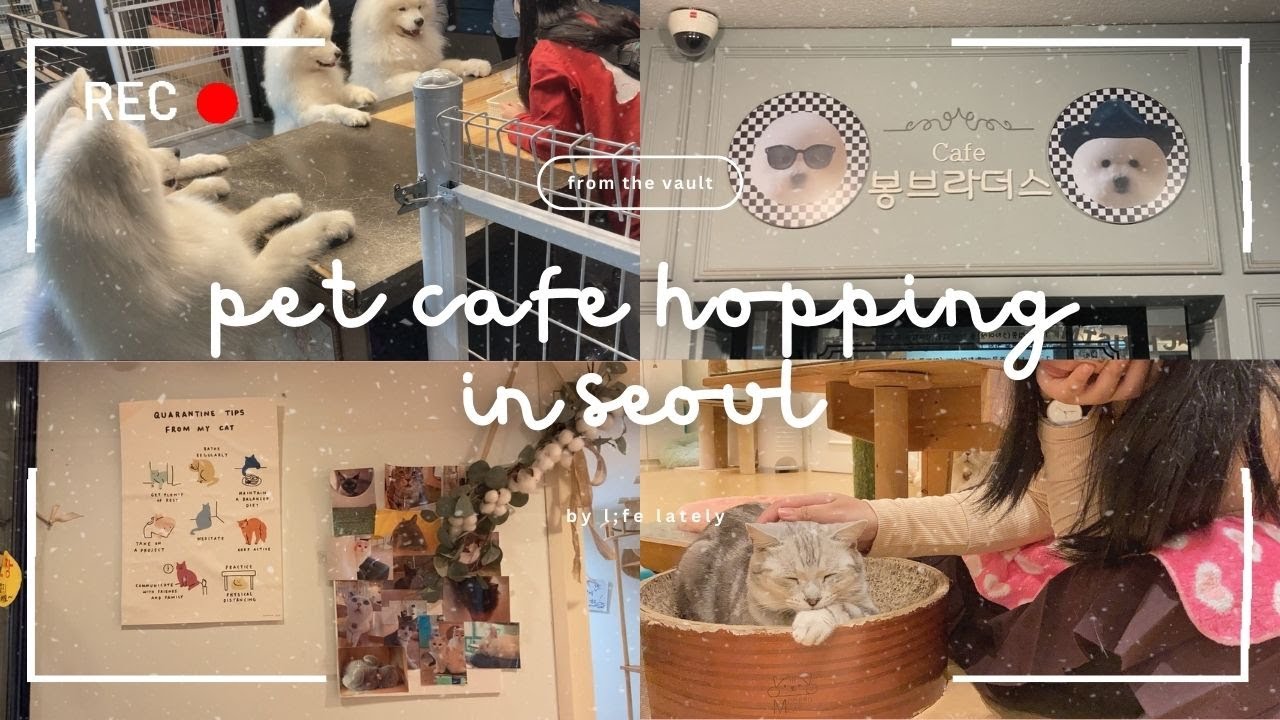 [ seoul vlog ] visiting pet cafes in gangnam; cat & dog cafes; samoyed cafe in hongdae | l;fe lately