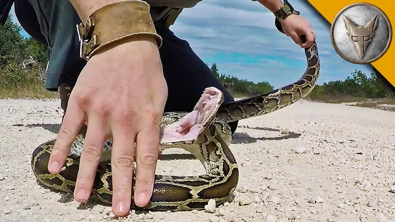 PYTHON MUERDE Y GOLPEA | Brave Wilderness Español