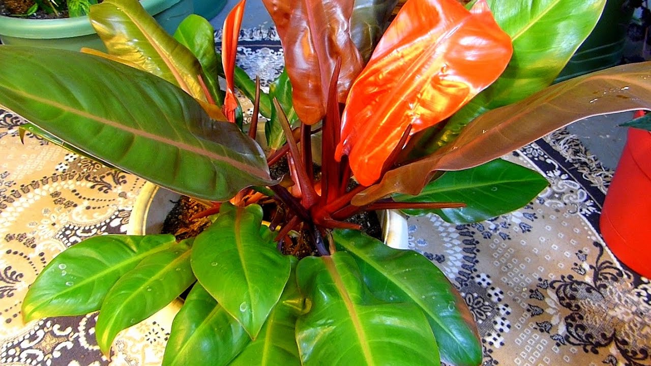 Philodendron, Banana, Papaya, Wandering Jews