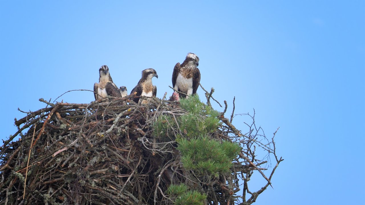 Osprey nest (Fishing Eagle).