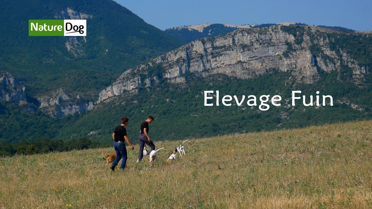 L'élevage Fuin, la passion de la voie du sanglier