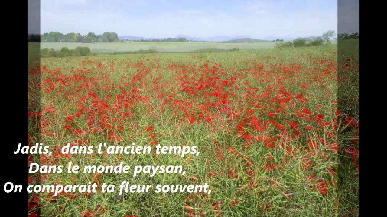 Les Coquelicots
