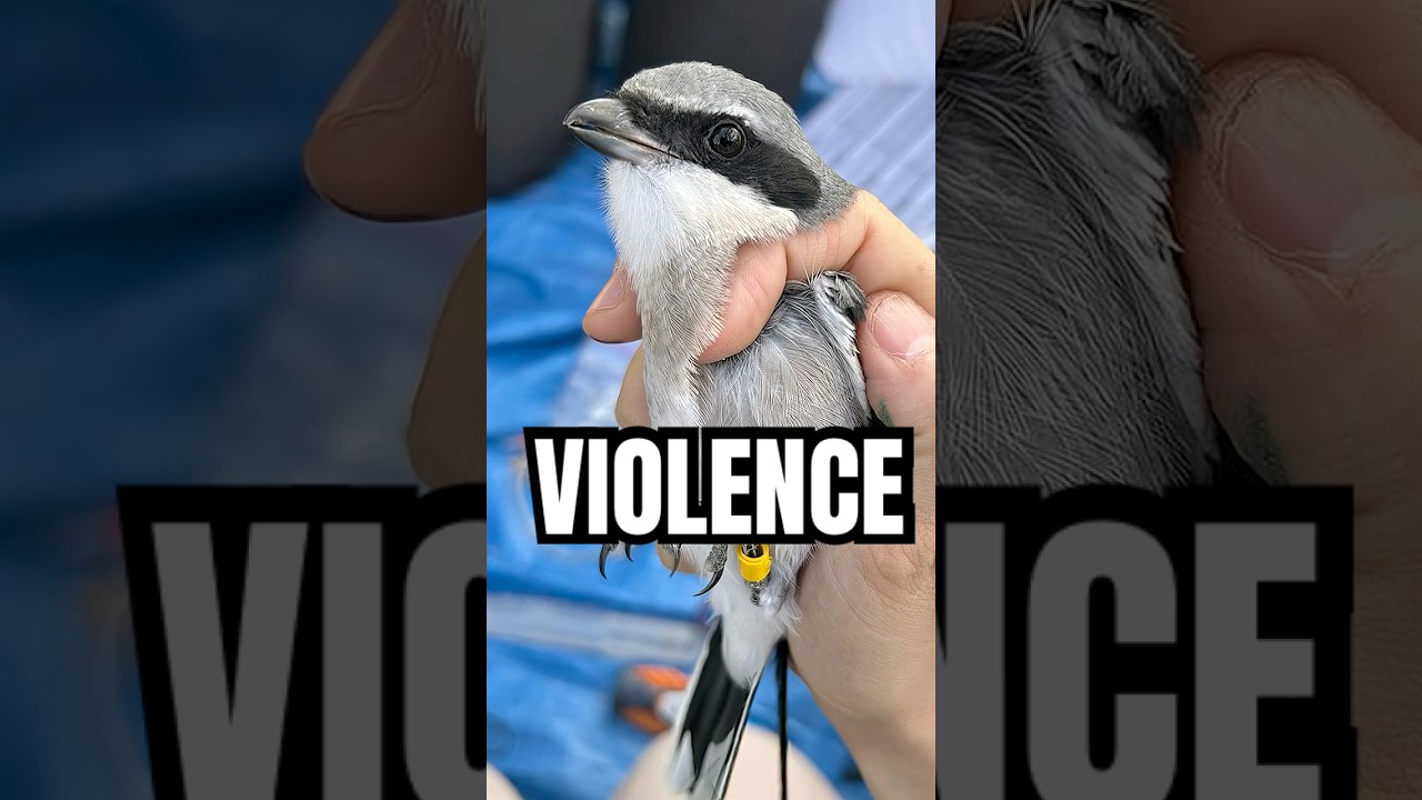 This bird is a SERIAL KILLER