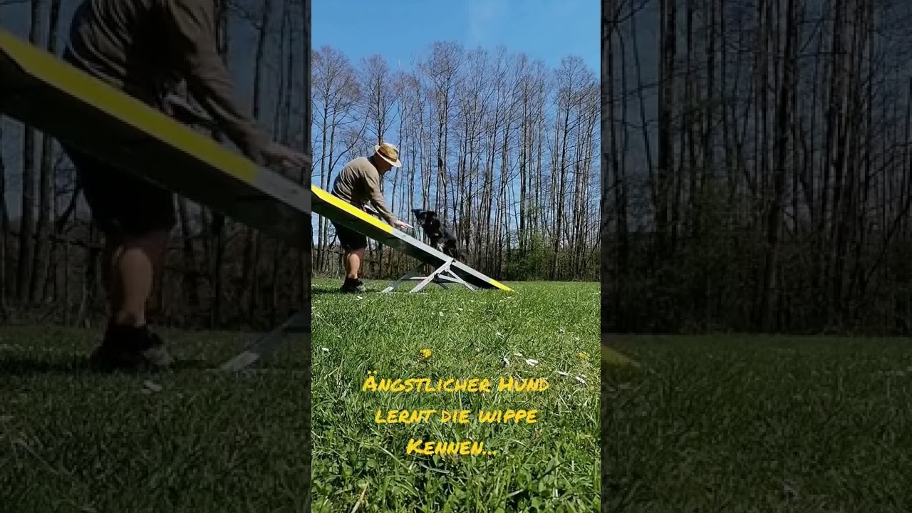 Agility Wippe #shorts #agility