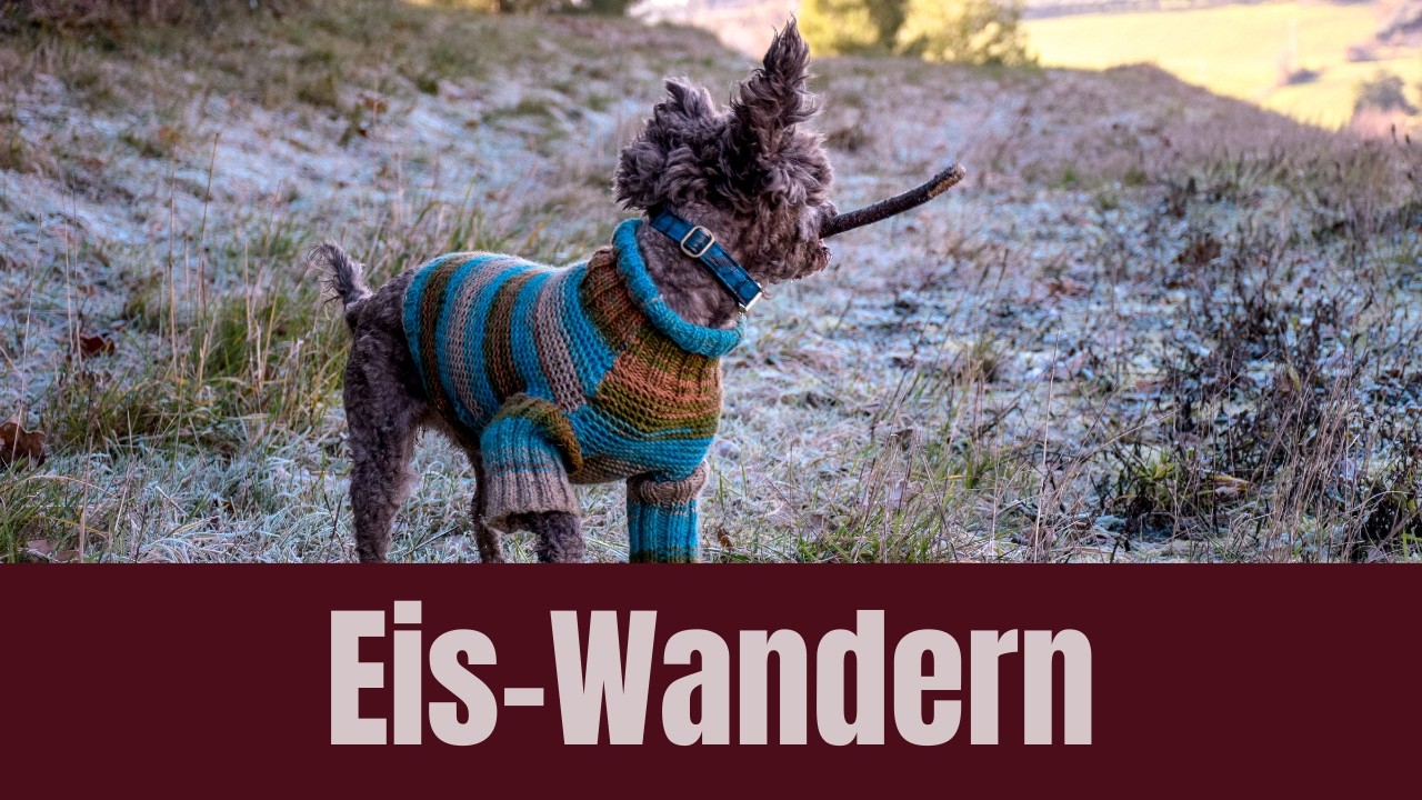 Wir gehen in Italien wandern mit meinem Pudel Burberry - Hunde Vlog 3