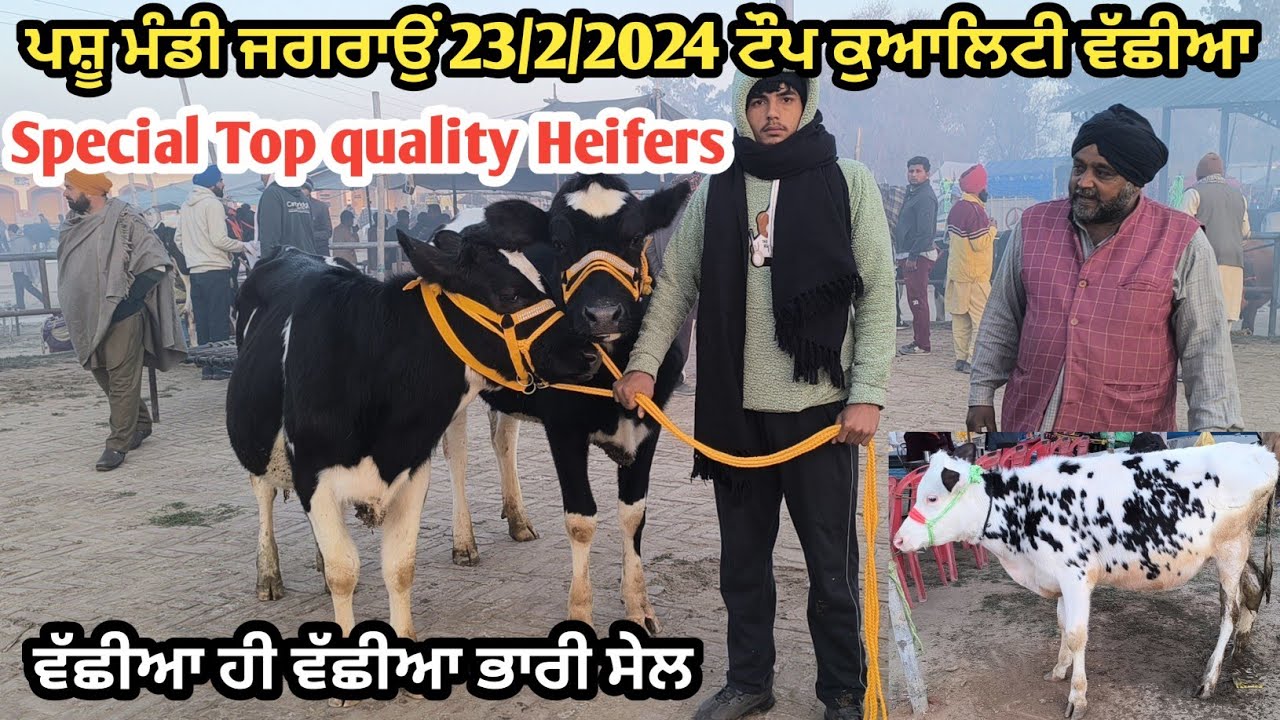 ਪਸ਼ੂ ਮੰਡੀ ਜਗਰਾਉਂ 23/2/2024 ਵੱਛੀਆ ਹੀ ਵੱਛੀਆ ਭਾਰੀ ਸੇਲ, Top quality Heifers sale@kulveersidhu8926