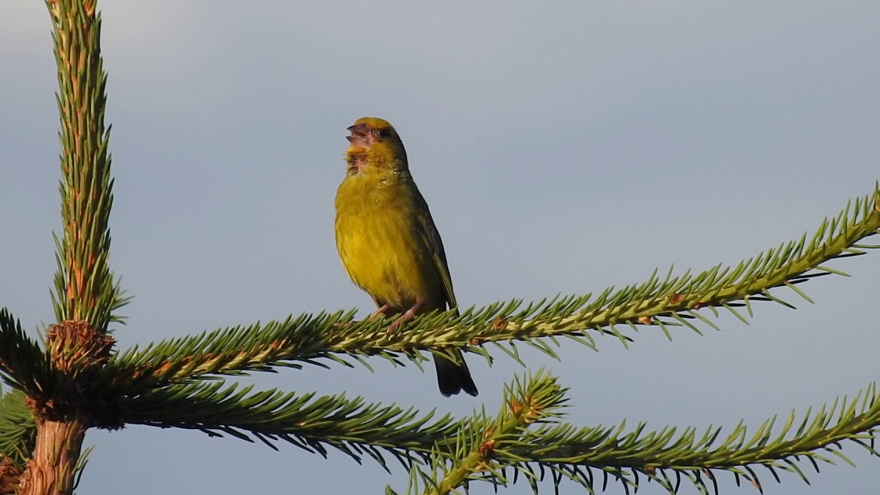 Stehlík zelený / Zelienka obyčajná, Carduelis chloris,  European Greenfinch