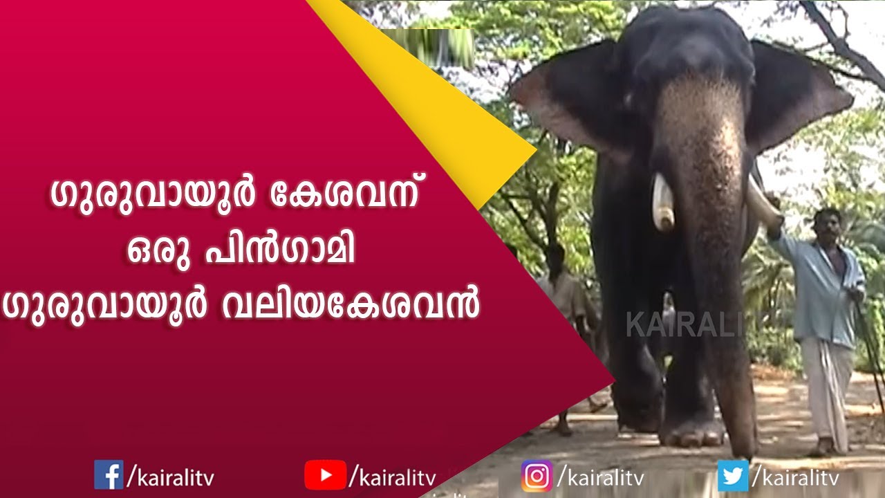 സാക്ഷാൽ ഗുരുവായൂർ കേശവന്റെ പിൻഗാമി: ഗുരുവായൂർ വലിയകേശവൻ | Guruvayoor Valiya Kesavan | E for Elephant