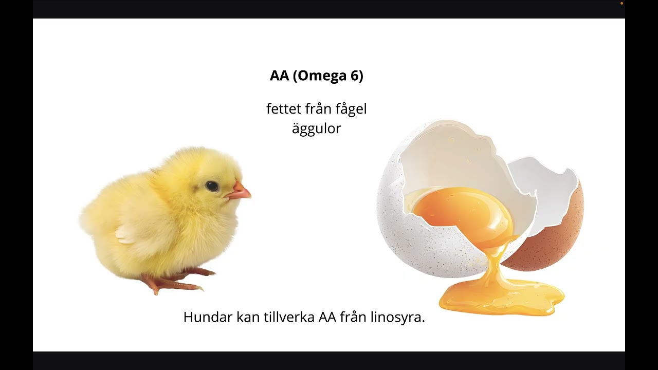Essentiella fetter som hunden behöver få i sig i maten
