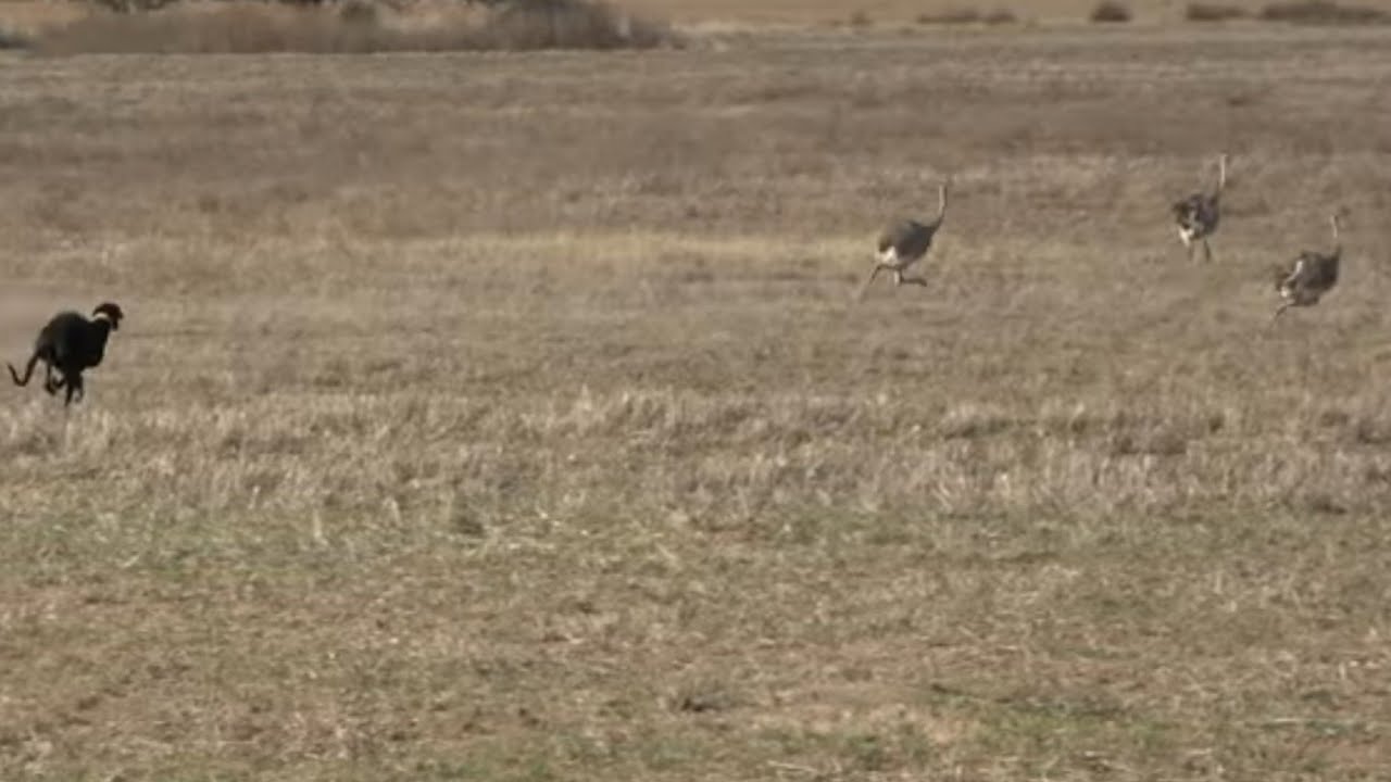 Galgos de campo. galgos vs ñandu Galgos vs avestruz