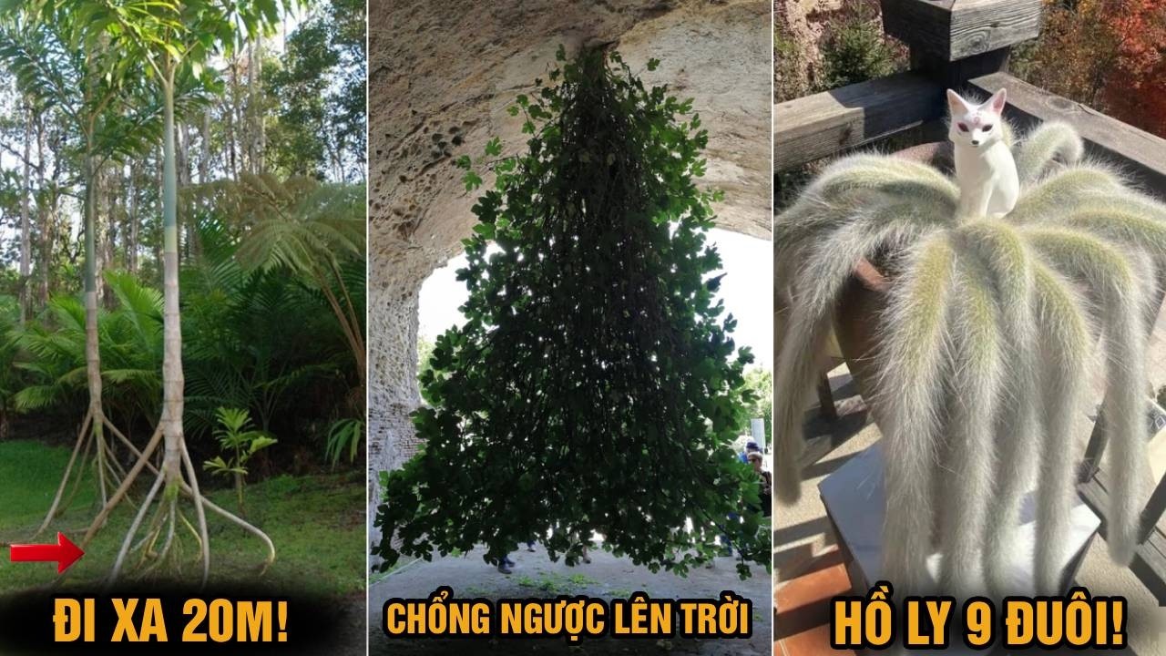 Ngày Tết xem ‘Kỳ hoa dị thảo’: Loài cây tựa hồ ly 9 đuôi; Có cây mọc ngược, cây lại biết đi