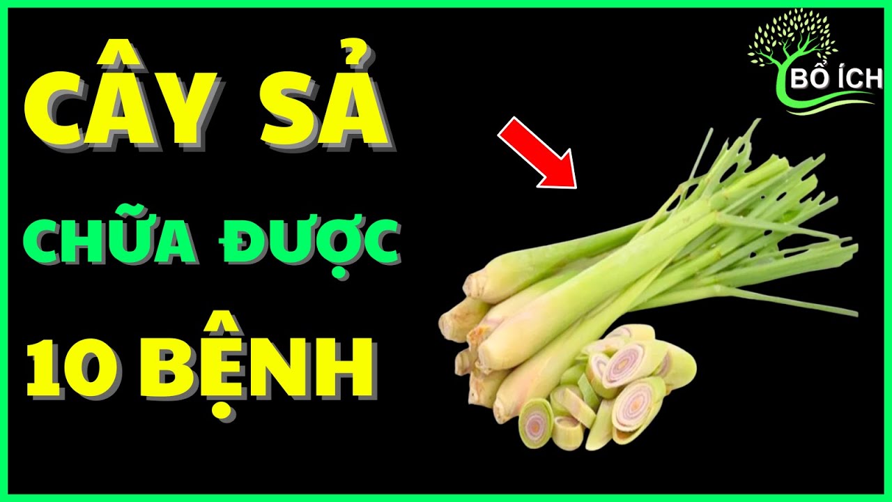 Tin Vui: 10 Lợi &Iacute;ch Của C&acirc;y Sả Chữa Được 10 Căn Bệnh Thường Gặp Nhất - k&ecirc;nh sức khoẻ bổ &iacute;ch