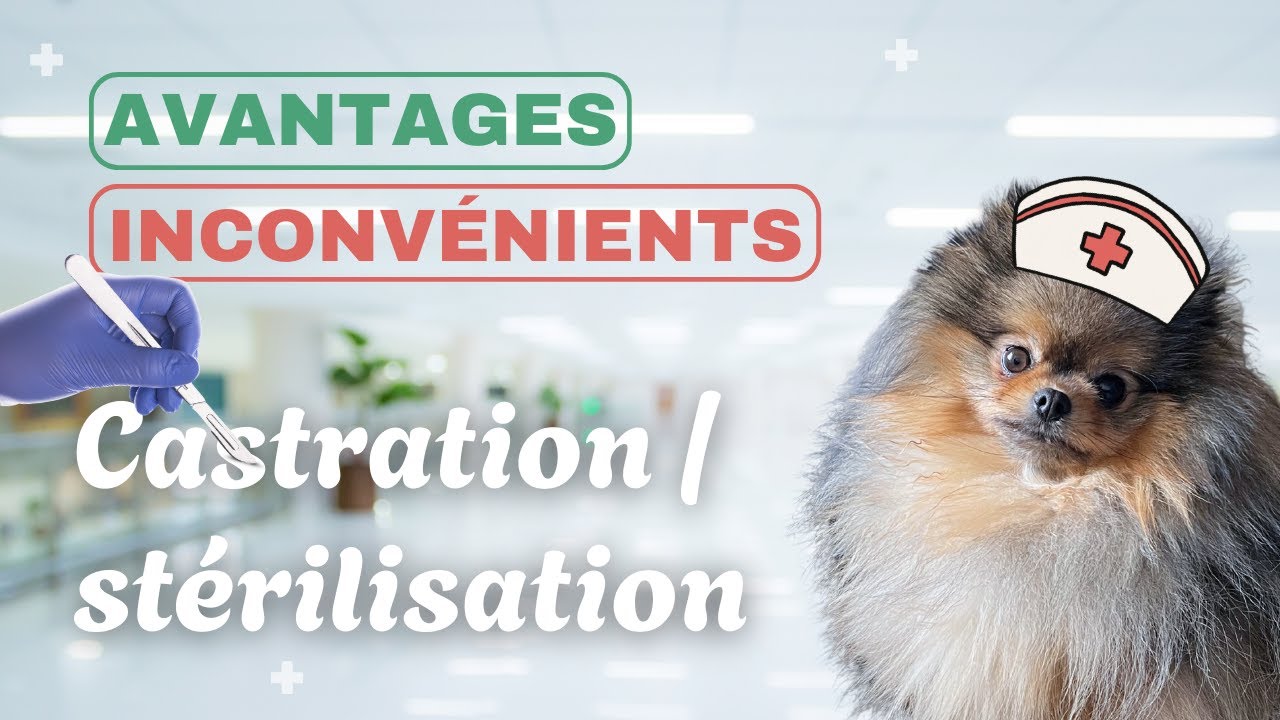 🐶 Avantages et inconvénients de la stérilisation / castration du chien 🐾 :  100% #pomeranian #chien