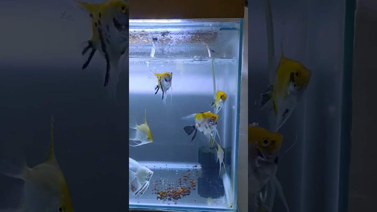 angelfish tank size 🐠🐟🐟🐠