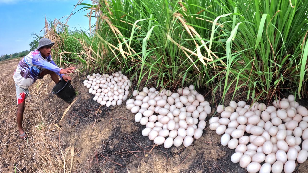 OMG - A man pick a lot of duck eggs under grass by lucky hand