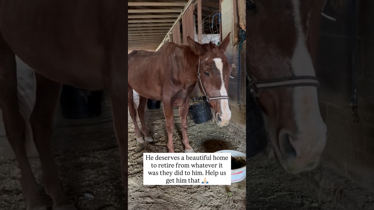 🚨🚨EMERGENCY RESCUE ❗️❗️ #rescue #horse #viral #shortsvideo #horserescue