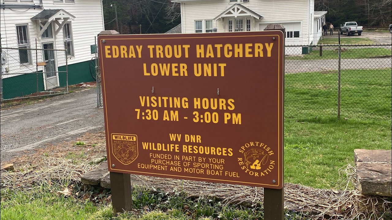 Edray Trout Hatchery Golden Rainbow Trout