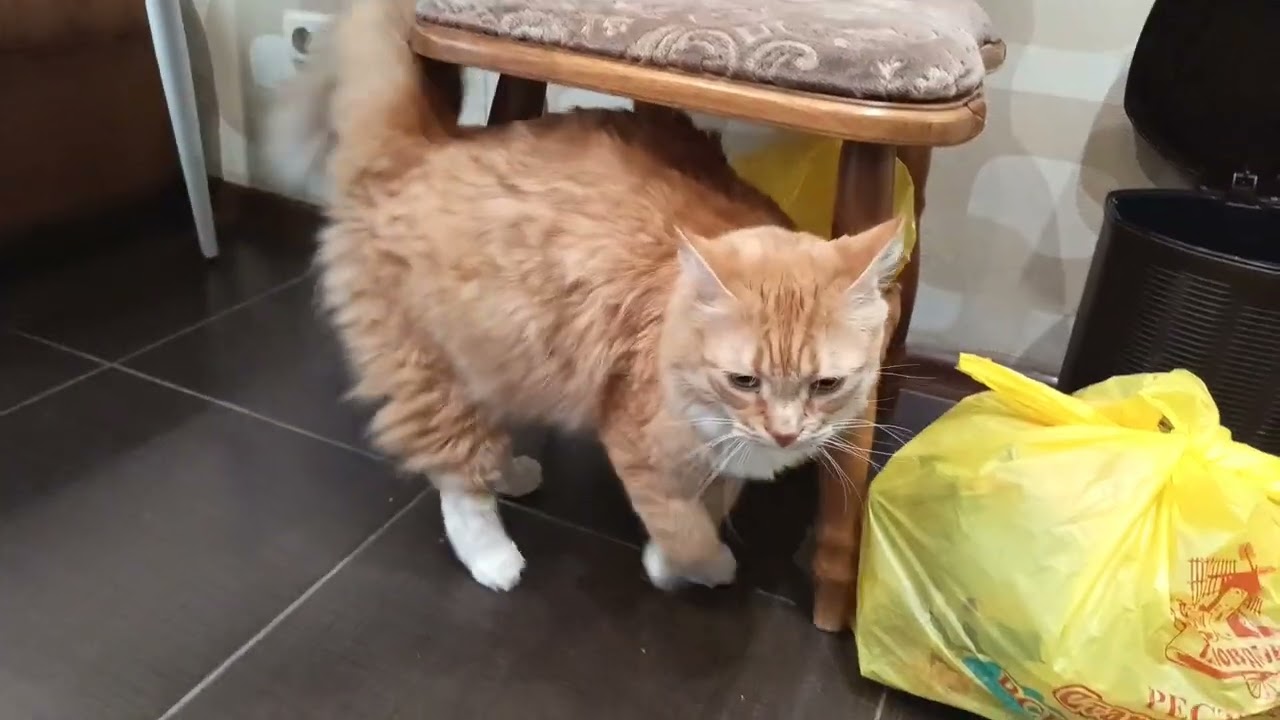 Кузенька милаха, выходной, настроение нет, депресняк... 