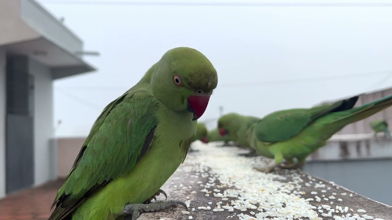 Ring Parakeet Feeding - Day93  #parrotlovers #trendingvideos
