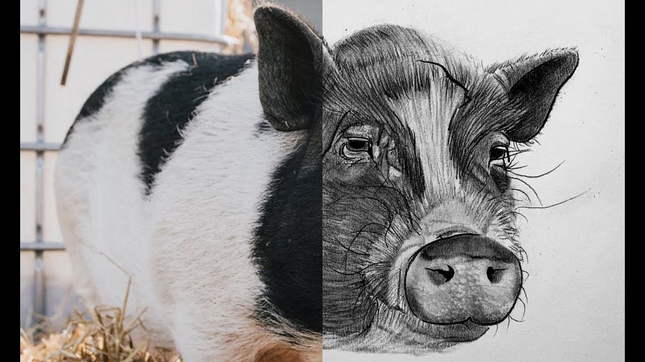 How to Draw a Pig | Step by Step Tutorial