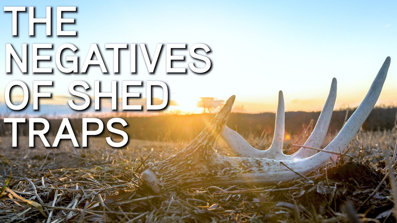 The Negatives Of Shed Antler Traps On Whitetail Bucks