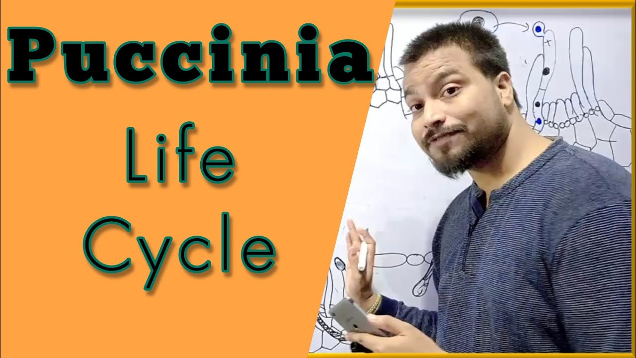 Puccinia graminis Life cycle