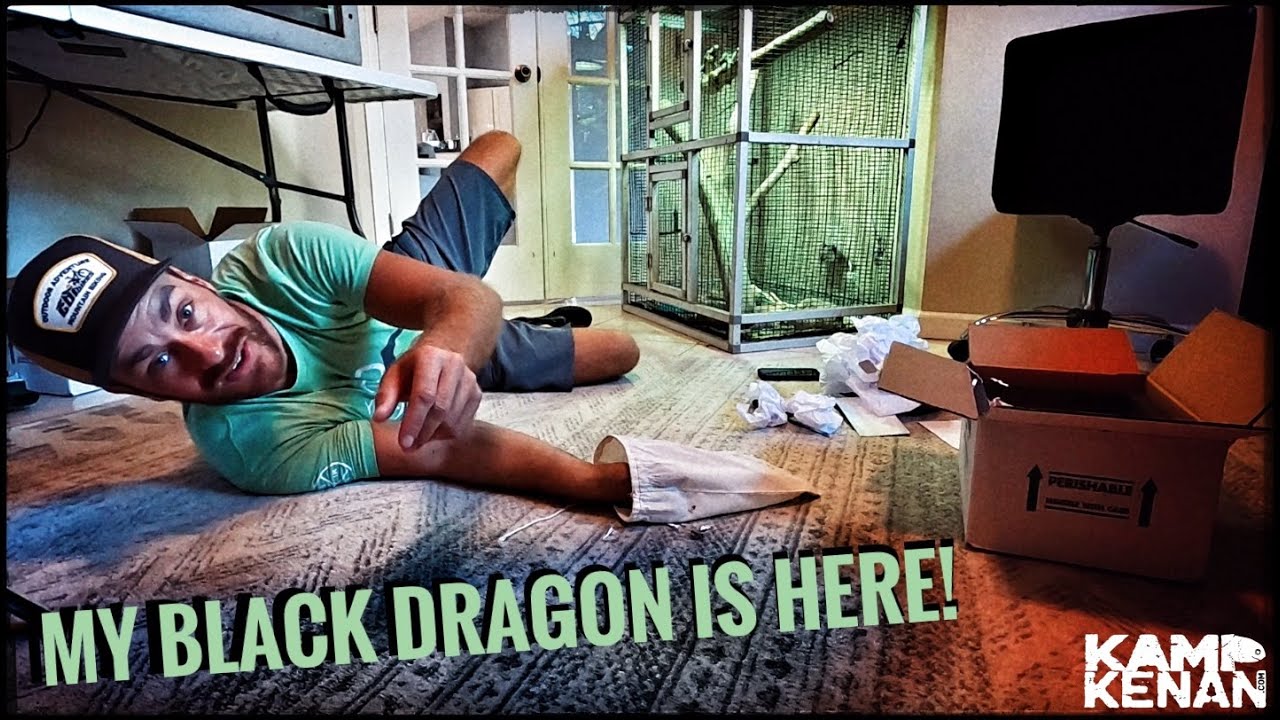 Unboxing My New Black Dragon Lizard!