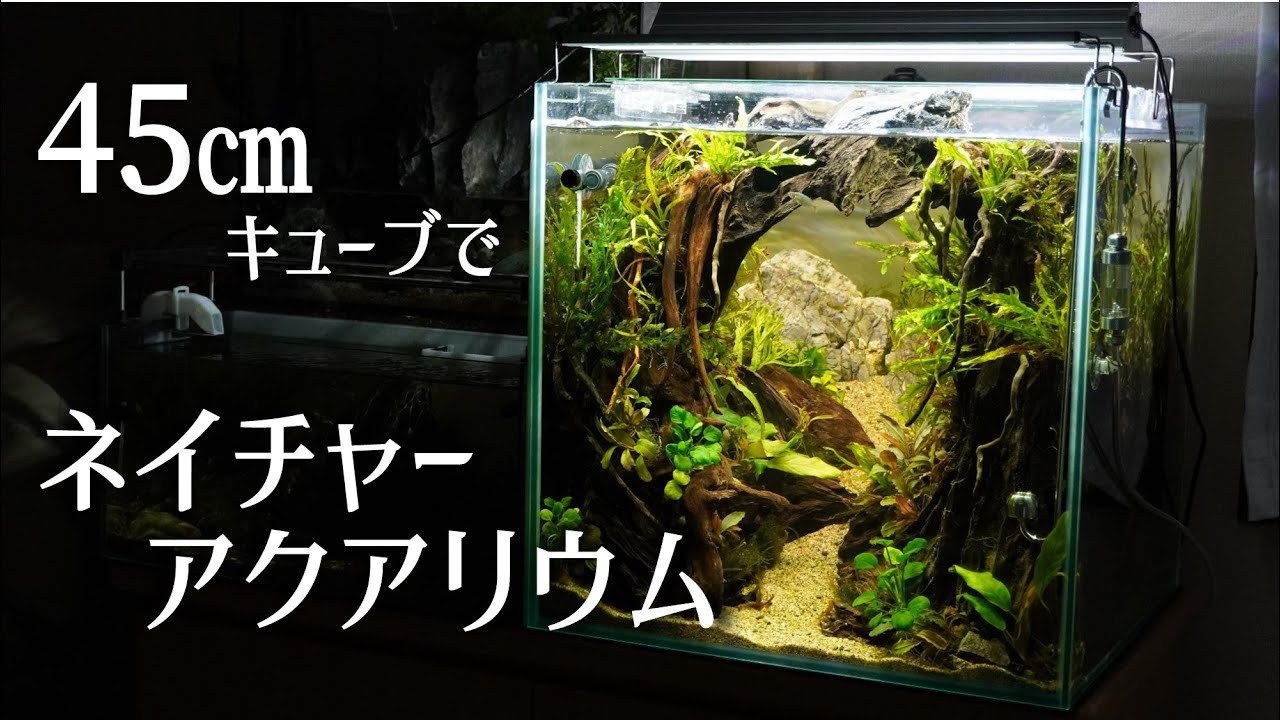 山脈を望むネイチャーアクアリウム ～流木のアーチで作るジャングル～ |水槽制作|立ち上げ方|陰性水草水槽|45㎝キューブ