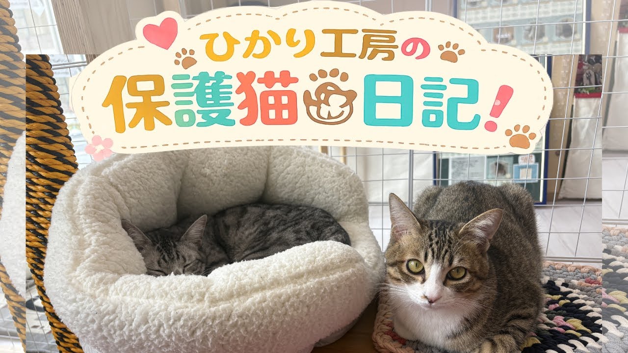 2/22 今日の保護猫ちゃん　「猫の日イベント大成功🌟」