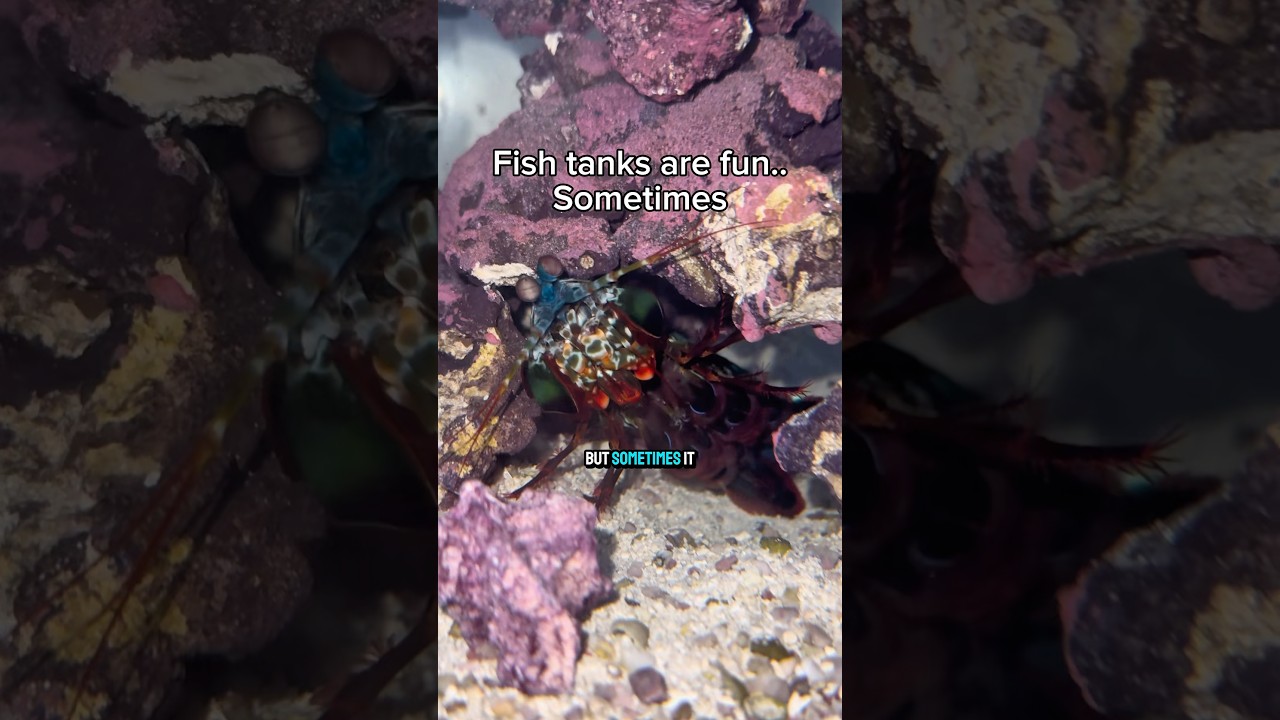 The problem with the fish tank hobby