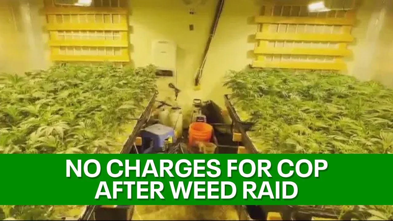 Oakland officer will not be charged after cannabis grow raid | KTVU