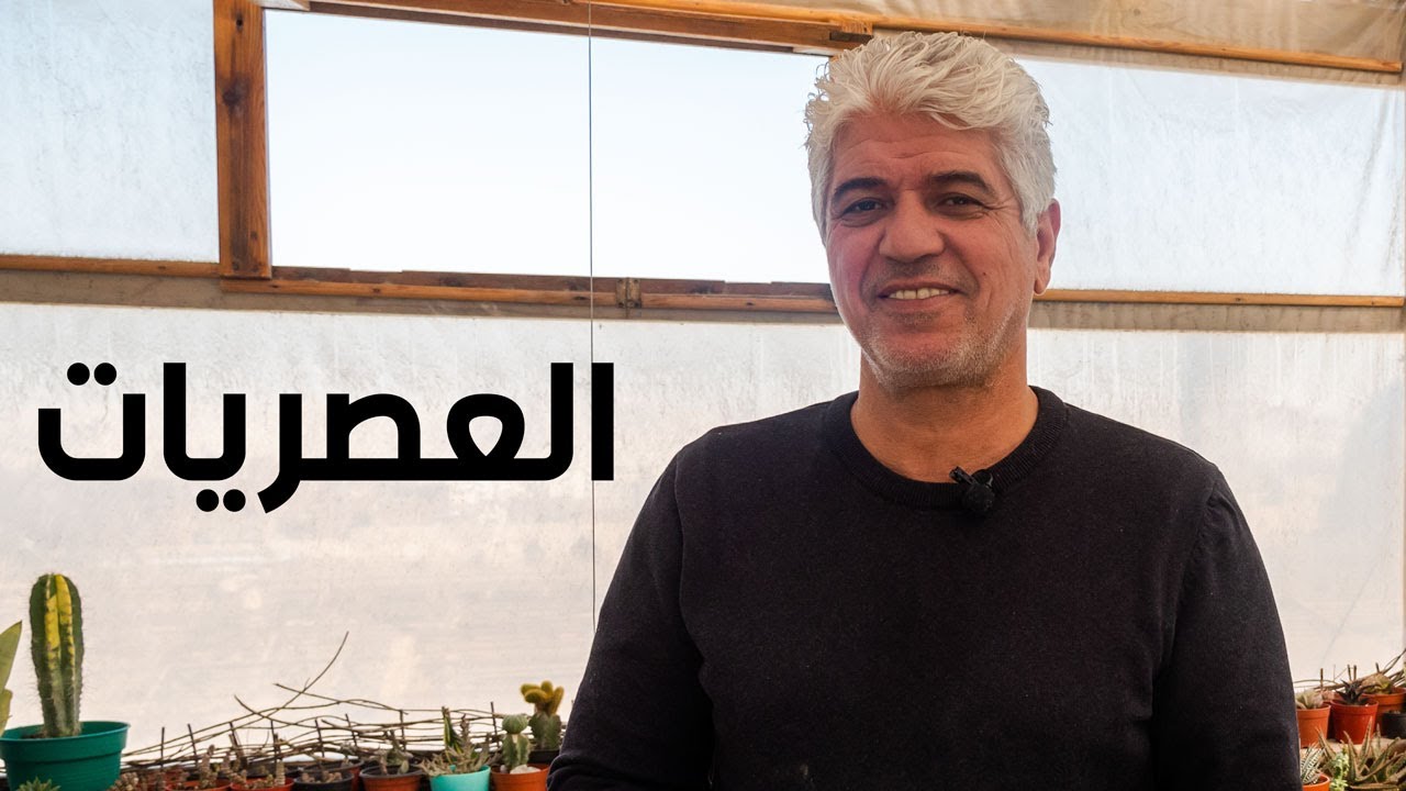 العصاريات نبات شتوي مش صعب انك تعتني بيه. اعرف كل حاجة عن العصاريات مع المهندس أحمد فؤاد 