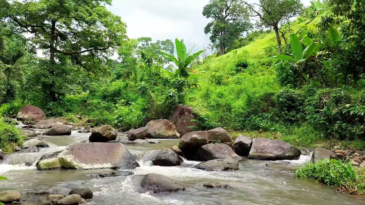 Calm Forest River | Natural Water Sounds for Sleep and Focus