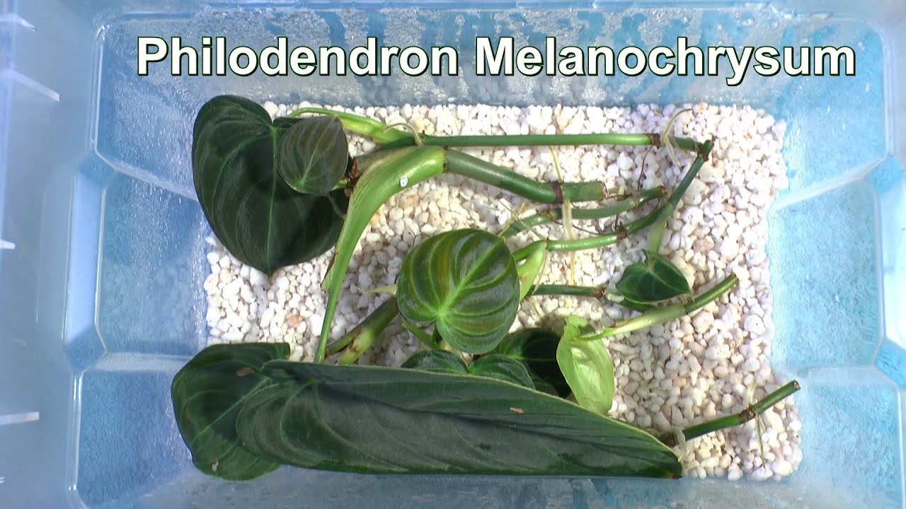 Philodendron Melanochrysum bewurzelt. Dschungel Update mit Überraschung