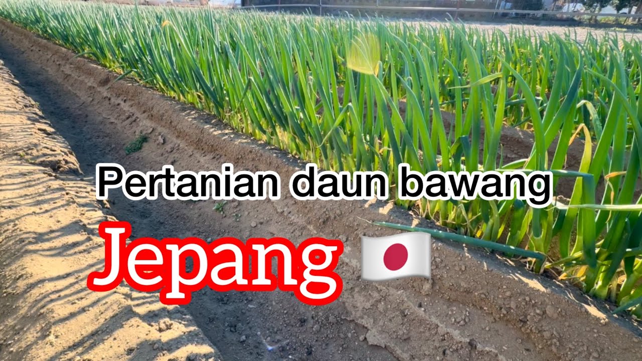 Pertanian daun bawang 🇯🇵