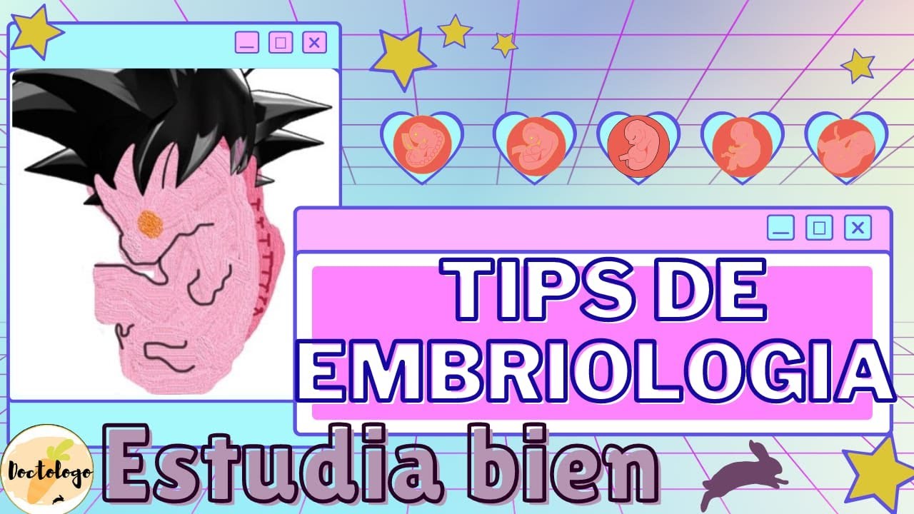 🥕Embriología TIPS como aprender embriología sin dificultades