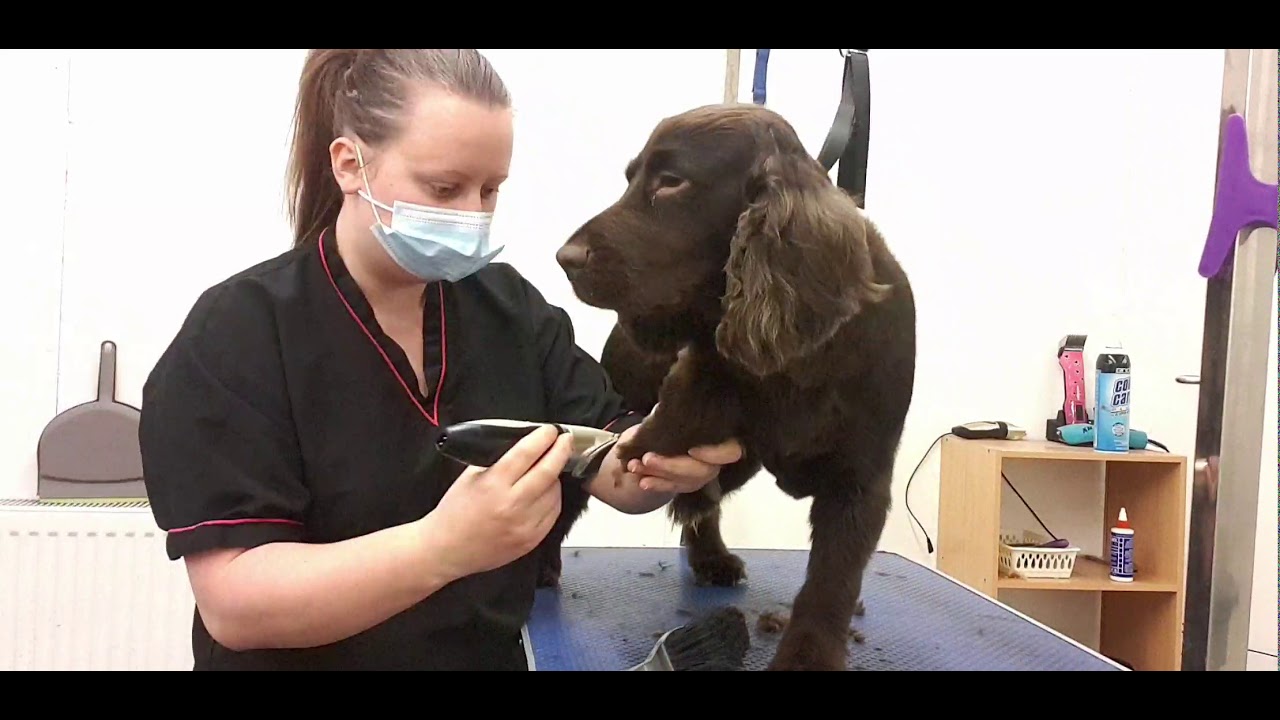 The Short Smooth groom on a Cocker Spaniel