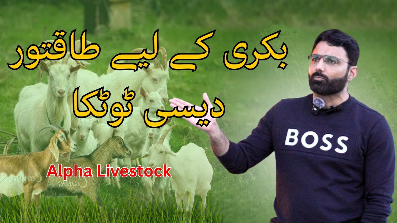 Secret Desi Formula for Healthy | Alpha Livestock Fram | Usama Usman Awan