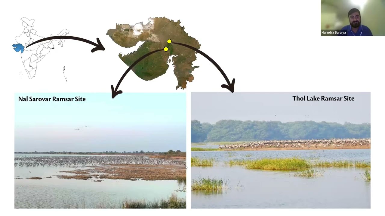 From Siberian Steppes to Tropical Plains via Deserts: Common Cranes Wintering in Western India
