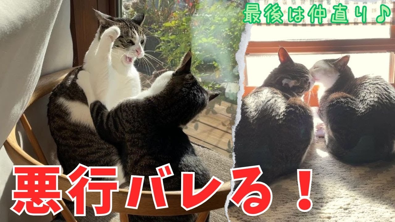 #24　椅子強奪の瞬間！ラオウの犯行現場・・・でも最後は仲良しニャルソック