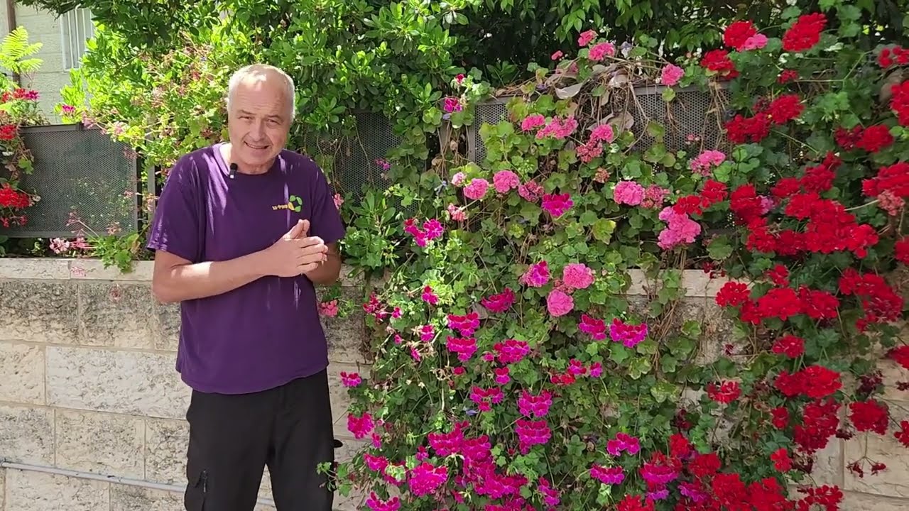צמח השבוע: פלרגון תריסני - גרניום זוחל