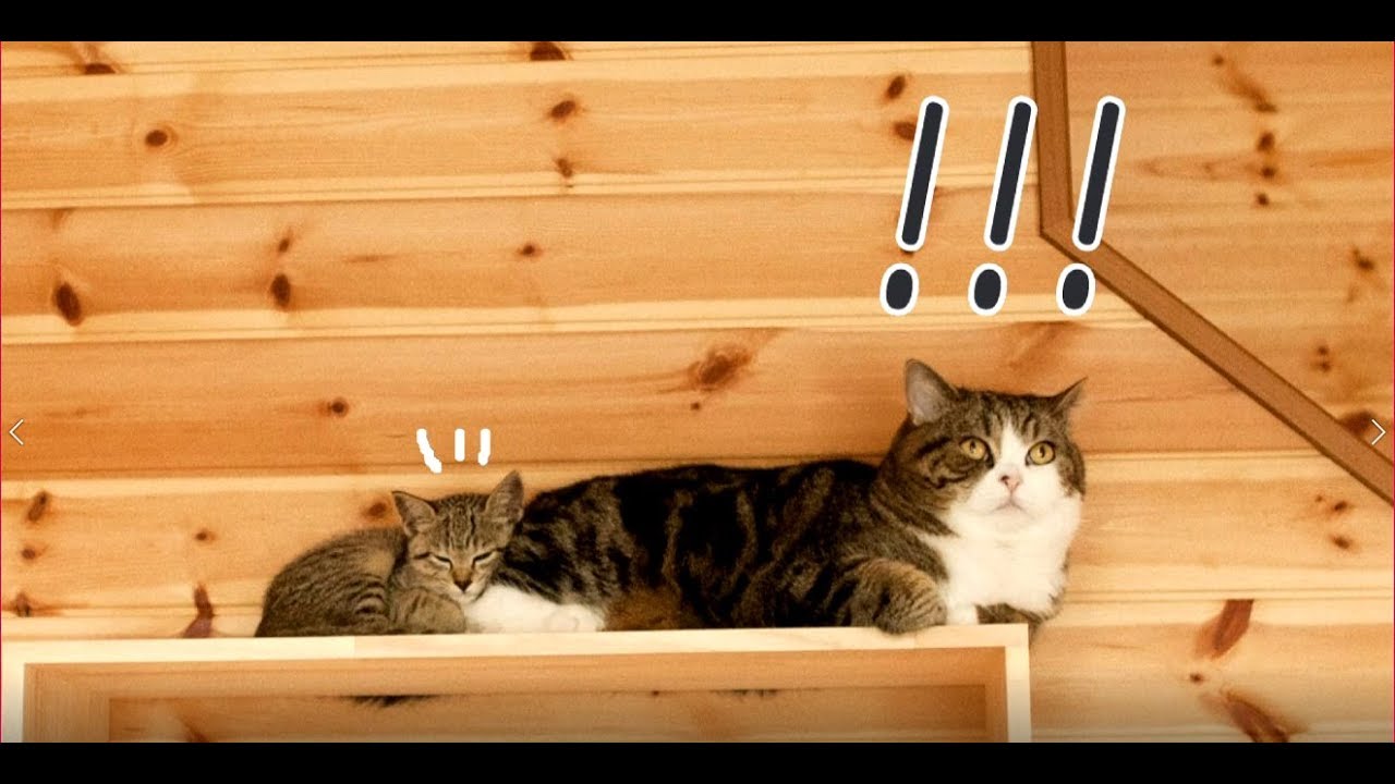 まるとはなの物語２。-Story of Maru&Hana 2.-