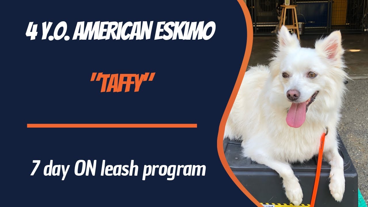 AMERICAN ESKIMO / DOG TRAINING
