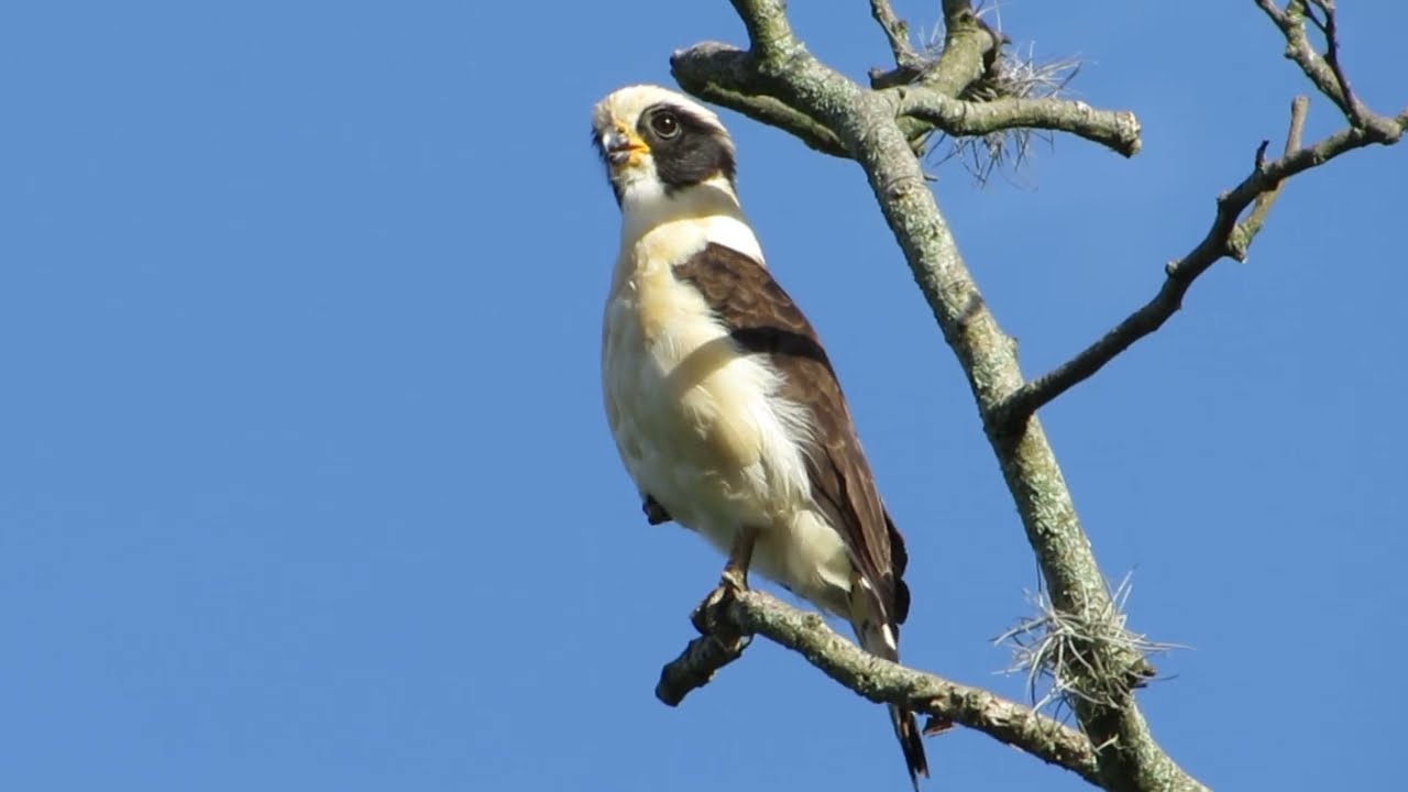 Canto del halcón reidor o guacó (Herpetotheres cachinnans)