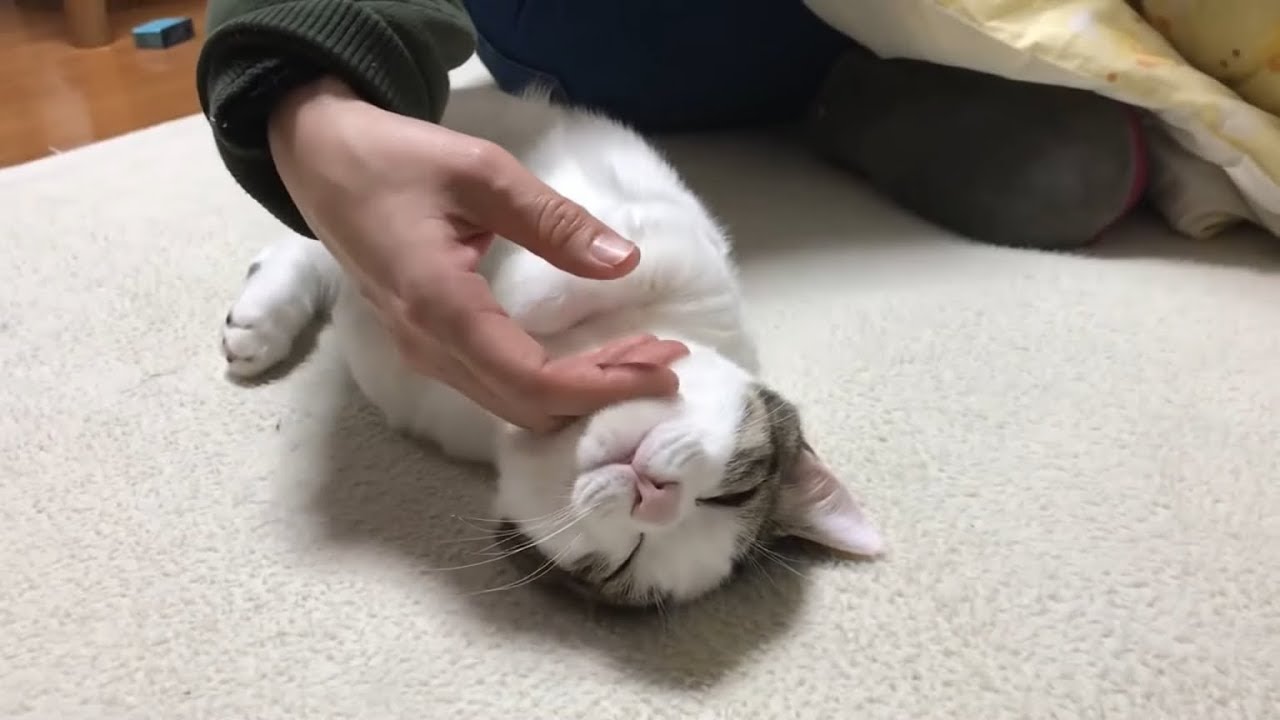 されるがままの豆大福がかわいい
