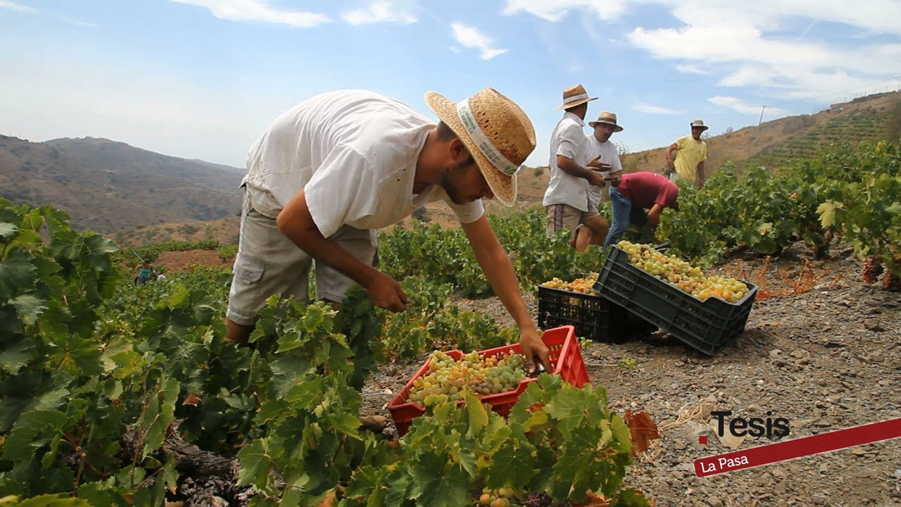 🍇 LA PASA, UN CULTIVO CON HISTORIA