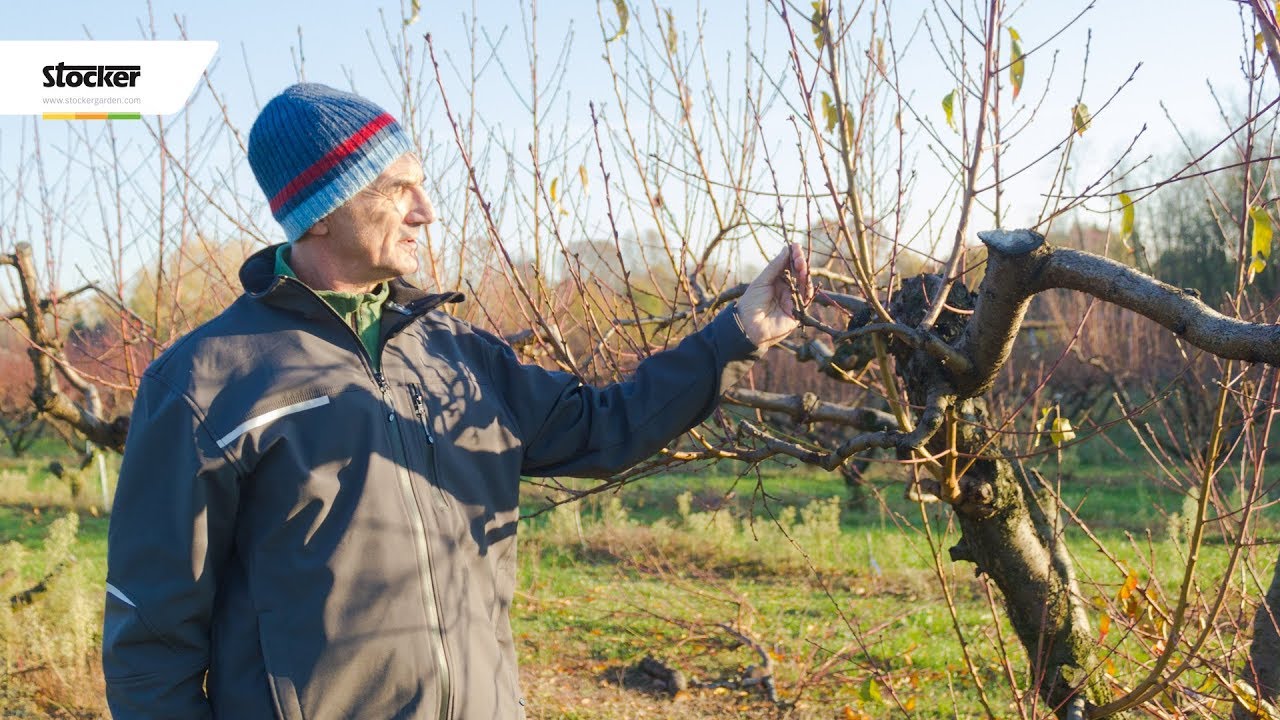 Errori comuni - come potare il pesco - guida con consigli per la potatura